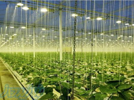 دوره آموزشی پرورش گل شاخه بریده 