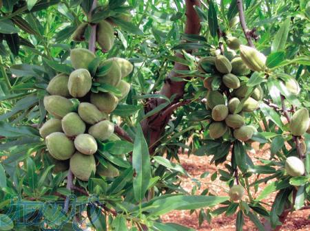 فروش عمده و تضمینی نهال بادام تونو 