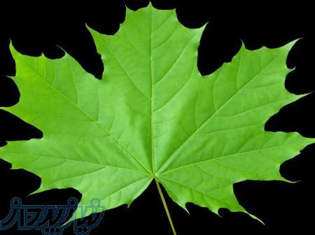 خدمات تخصصی دانشجویی خیام 