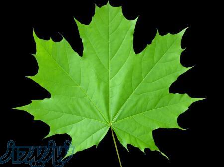 ترجمه و تایپ مقاله و کتاب 