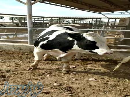 فروش گوساله نر هلشتاین جوانه 