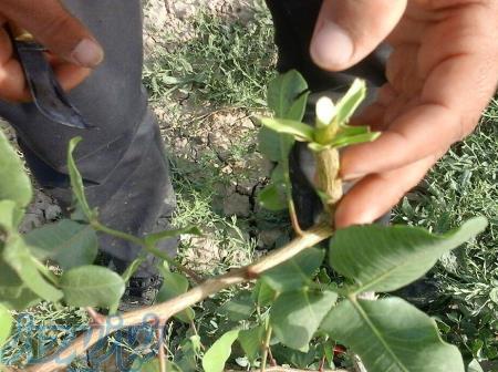 مدیریت باغات پسته 