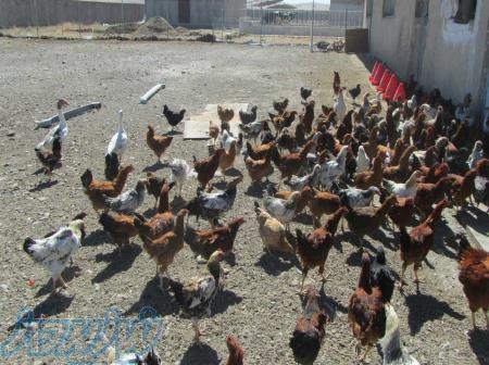 فروش ویژه مرغ محلی(بومی) از یک روزه تا بالغ 