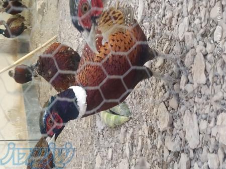 فروش تخم نطفه دار قرقاول ، هفته ای ۱۴۰ عدد با بسته بندی 