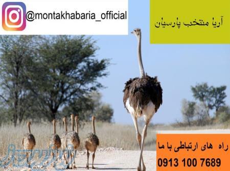 فروش و صادرات جوجه شترمرغ به عراق و کشورهای همسایه09131007689 