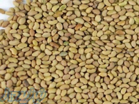 فروش بذر یونجه شرکتی