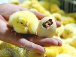 فروش انواع جوجه مرغ گوشتی یک روزه