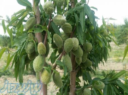 افزایش عملکرد و تولید محصولات کشاورزی با کود کمپوست ارگانیک 