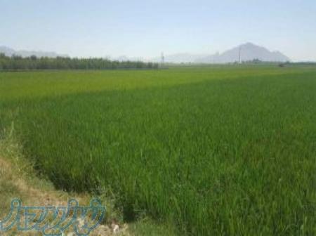 کود مایع و مزایای استفاده از آن 