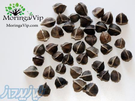 فروش دانه مورینگا الیفرا 