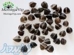 فروش دانه مورینگا الیفرا 