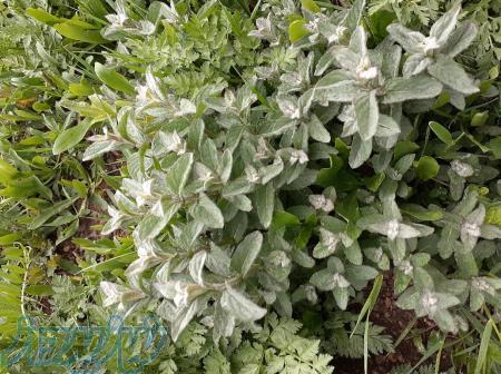 پونه کوهی وحشی از دل طبیعت دامنه سبلان 