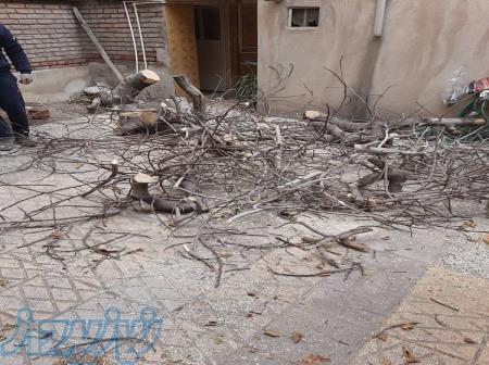 هرس درخت قطع درخت برش درخت 