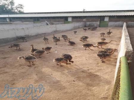 فروش 30 قطعه جوجه شتر مرغ 40 روزه 