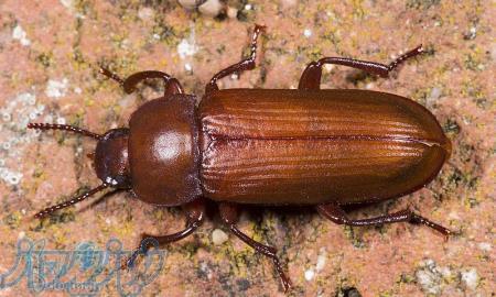 سوسک مولد (سوسک پرورش میلورم)