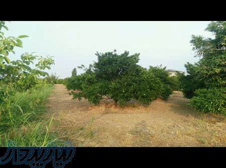 فروش باغ 1800 متری داخل بافت مازندران قائمشهر روستا جنید 