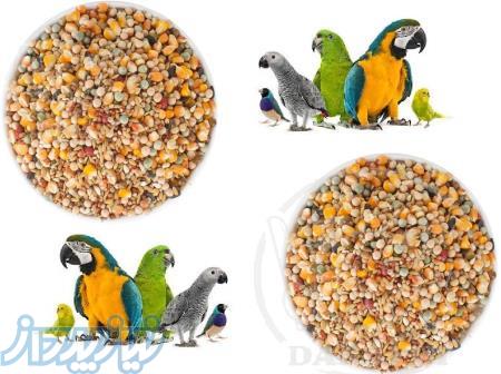 خوراک پرندگان زینتی،هفت تخم کبوتری 