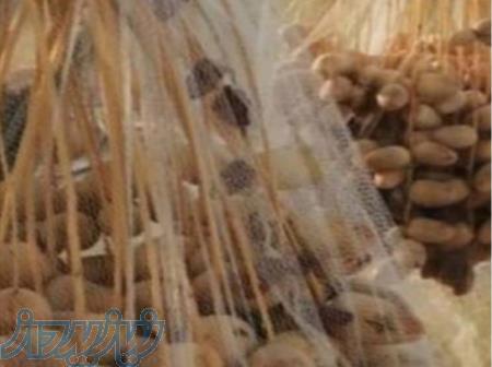 تور محافظ خرما و تور محافظ آفتابگردان و تور پیازی 