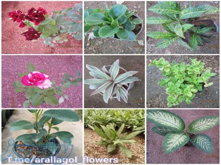 فروش انواع‌ گل و گیاه آپارتمانی و زینتی 