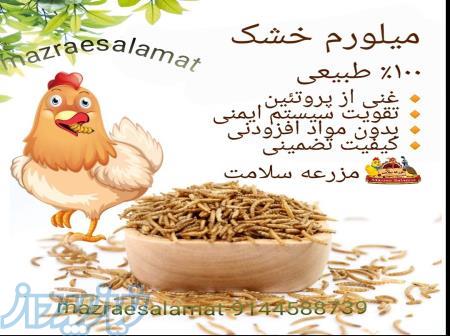 میلورم خشک  (غذا و مکمل پروتئینی دام، طیور، ابزیان و پرندگان زینتی) 