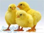 فروش انواع جوجه های گوشتی یک روزه