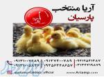 اردک گوشتی(سفید پکنی)