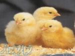 فروش و رزرو انواع جوجه های مرغ گوشتی یک روزه