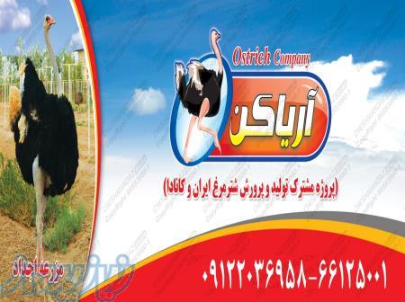 فروش ویژه جوجه شترمرغ شرکت آریاکن 