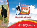 فروش ویژه جوجه شترمرغ شرکت آریاکن 