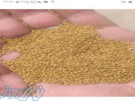 فروش بذر یونجه ی گرمسیری ،  فروش بذر یونجه در ایلام
