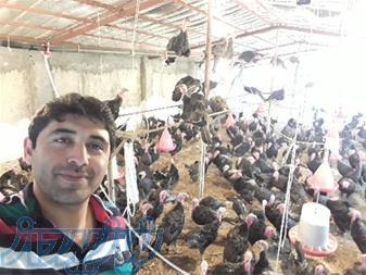 فروش تخم نطفه دار بوقلمون مرغ غاز قرقاول شترمرغ 