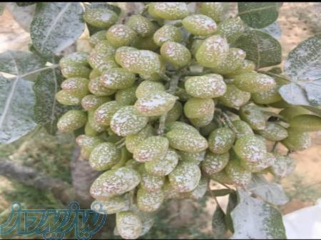کائولن 