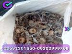 فروش پیاز زعفران 