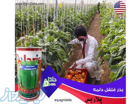 فروش بذر فلفل دلمه پلاریس 