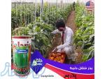 فروش بذر فلفل دلمه پلاریس 