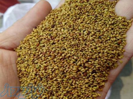 فروش بذر یونجه در عباس آباد ، فروش بذر یونجه در قزوین