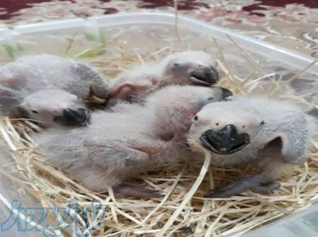 فروش تابستانی تخم نطفه دار کاسکو - کاکادو و طوطیسانان   {با تخفیف تابستانی20 } 