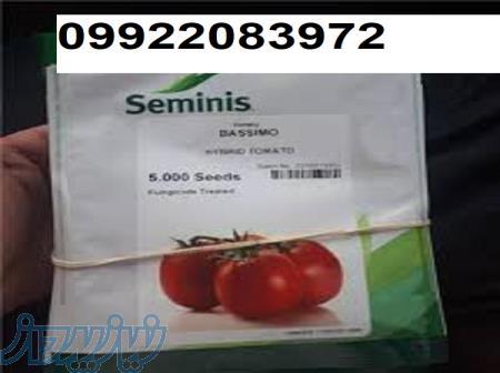 بذر گوجه فرنگی باسیمو 