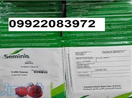 بذر گوجه فرنگی بریویو 