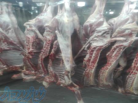 مرکز پخش گوشت ماهر 