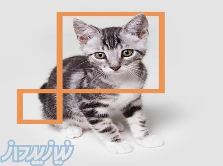 آموزش آرایش گربه و سگ 