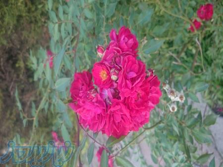 فروش خط رند 0912 کد 1 