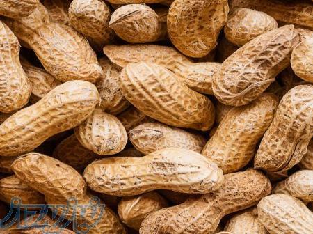 فروش بادام زمینی 