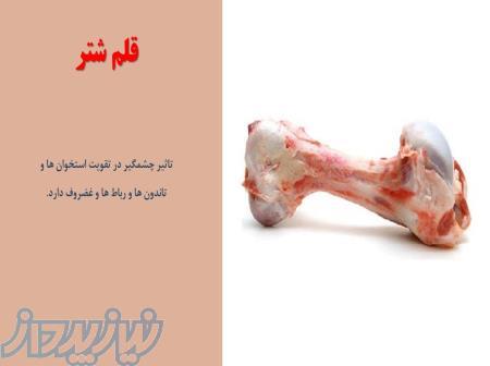 فروش قلم شتر 