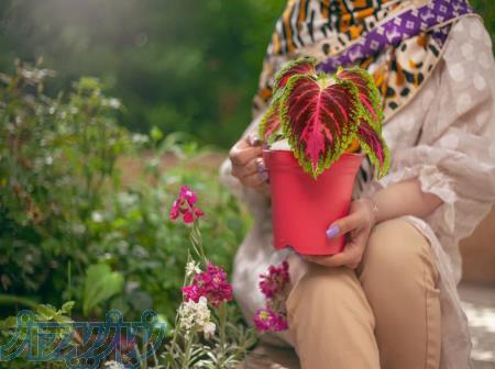 گلدان پلاستیکی گل آذین مدل کاملیا 