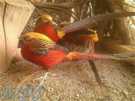 پرورشگاه تخم نطفه دار قرقاول و طاوس 