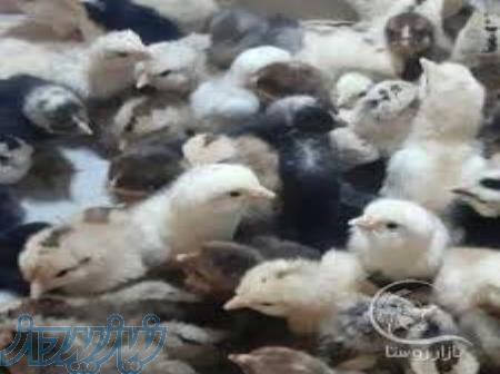 جوجه یکروزه محلی 