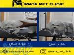 آرایشگاه حیوانات   کلینیک دامپزشکی ایرانا 