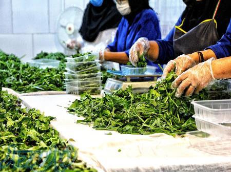 اعطای نمایندگی فروش سبزی بسته بندی 