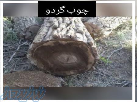 خرید چوب عناب 